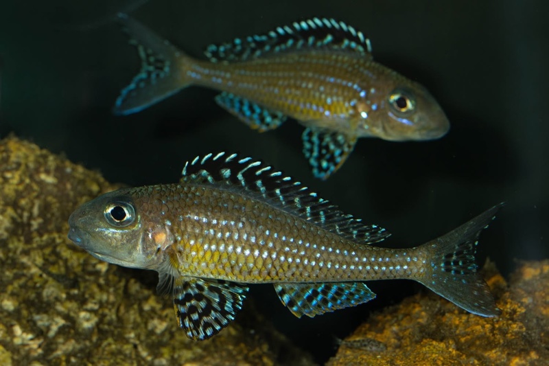 Xenotilapia papilio 'Tembwe Deux'